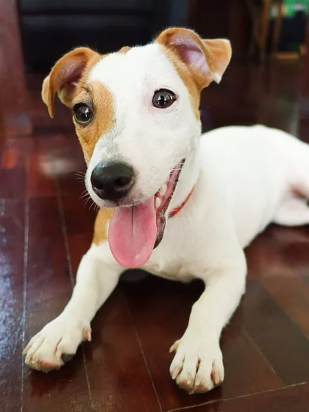 Çok güzel bir Jack Russell Terrier portresi