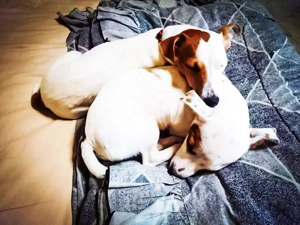 Dormir juntos sólo Russell Terrier — Foto de Stock