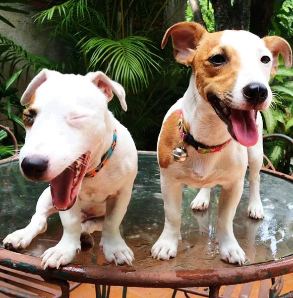 Solo acción Jack Russell Terrier — Foto de Stock