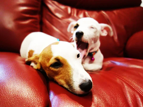 Algo es tan aburrido Jack Russell Terrier — Foto de Stock