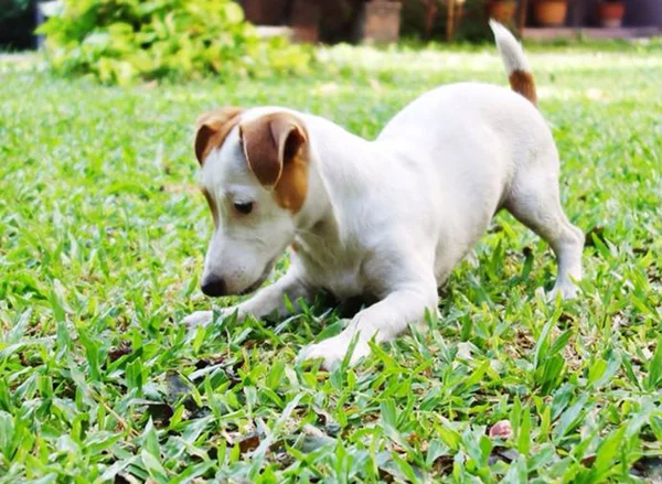 Çok güzel bir Jack Russell Terrier portresi