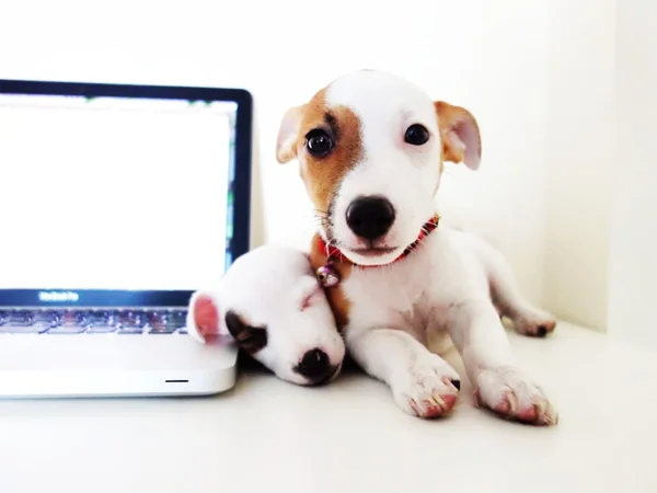 Así que intenta en el trabajo Jack Russell Terrier — Foto de Stock