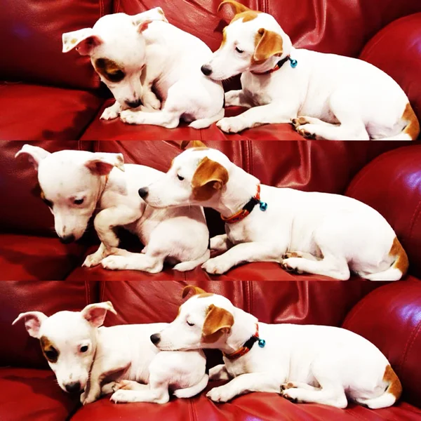 Estar juntos Jack Russell Terrier — Foto de Stock