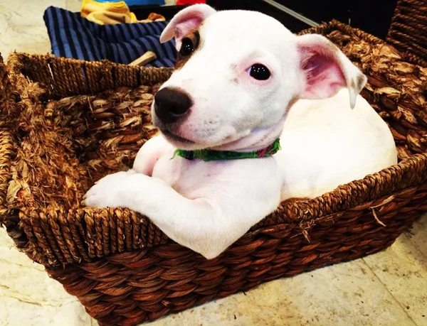 Portrait of an Adorable Jack Russell Terrier — Stock Photo, Image