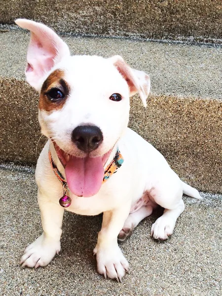 Portrait of an Adorable Jack Russell Terrier — Stock Photo, Image