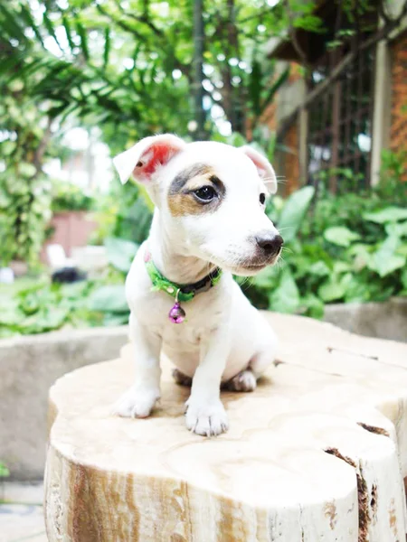 Retrato de um adorável Jack Russell Terrier — Fotografia de Stock