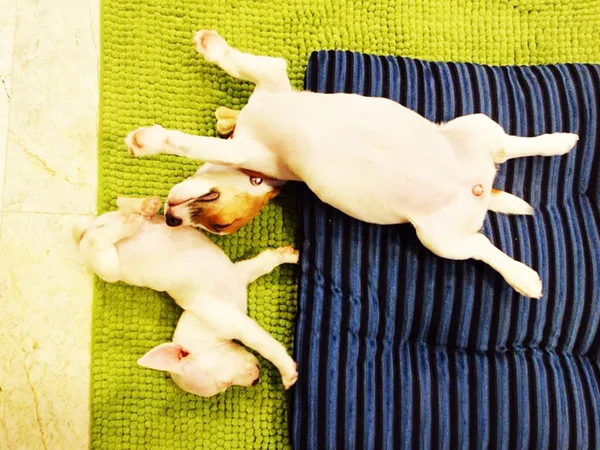 Às vezes dormimos com a ação Jack Russell Terrier — Fotografia de Stock