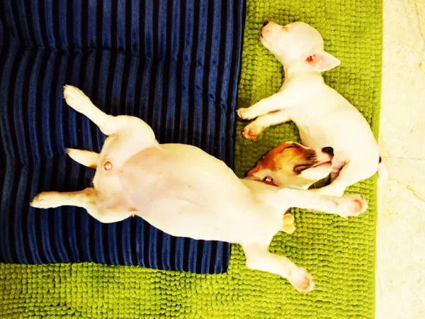 Às vezes dormimos com a ação Jack Russell Terrier — Fotografia de Stock