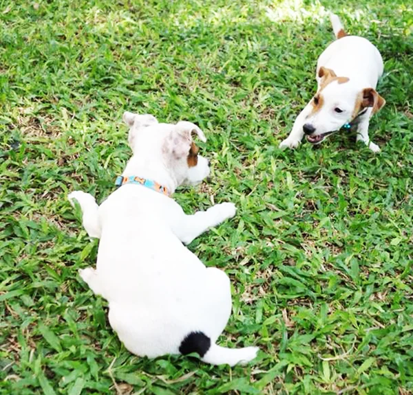 Perro enojado Jack Russell Terrier — Foto de Stock