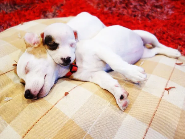 Doux rêve Jack Russell Terrier — Photo