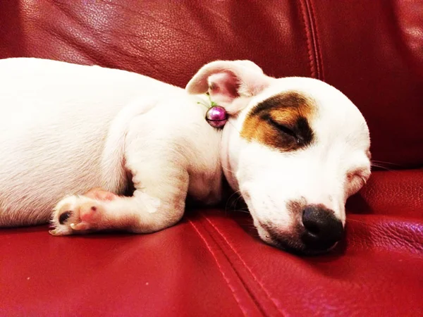 Portret ładny Jack russell terrier — Zdjęcie stockowe