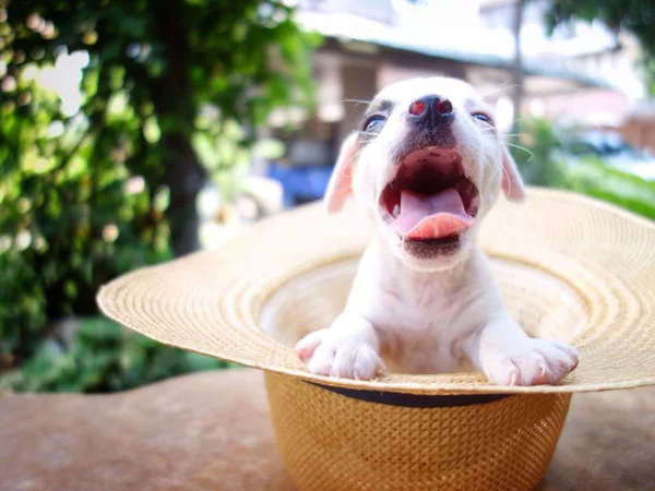 Porträtt av en bedårande jack russell terrier — Stockfoto