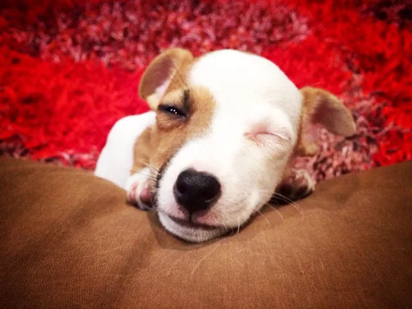 Porträtt av en bedårande jack russell terrier — Stockfoto