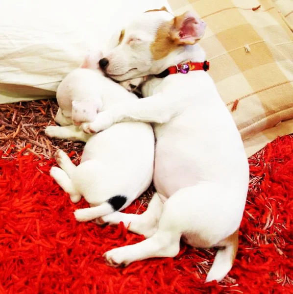 Słodki sen mojej miłości Jack Russell Terrier — Zdjęcie stockowe