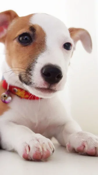Çok güzel bir Jack Russell Terrier portresi — Stok fotoğraf