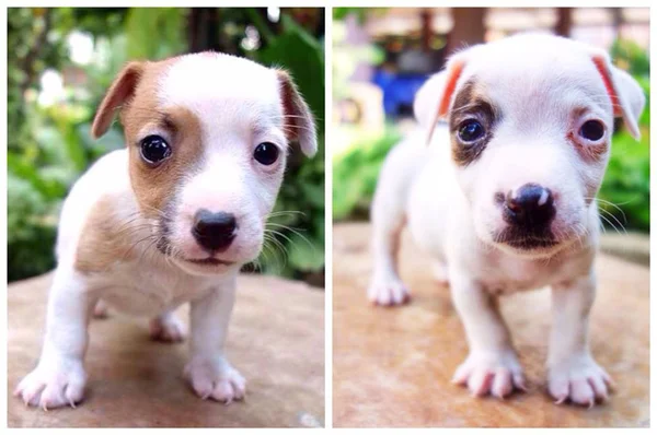 Retrato de un adorable Jack Russell Terrier — Foto de Stock
