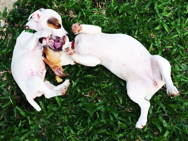 Encantador y jugar juntos Jack Russell Terrier — Foto de Stock