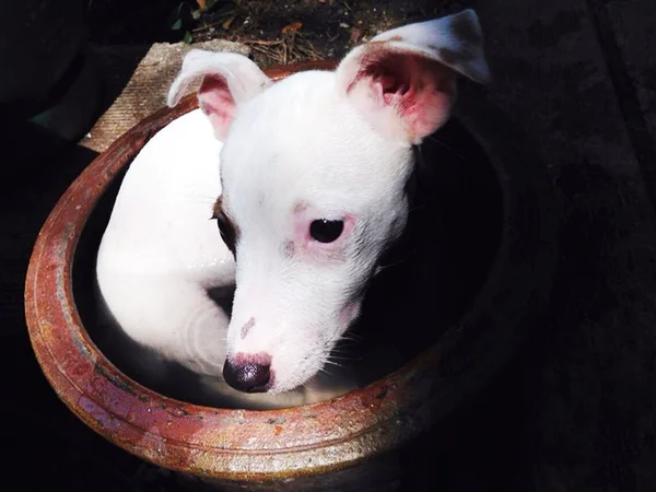 Çok güzel bir Jack Russell Terrier portresi