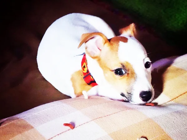 Portrait of an Adorable Jack Russell Terrier — Stock Photo, Image