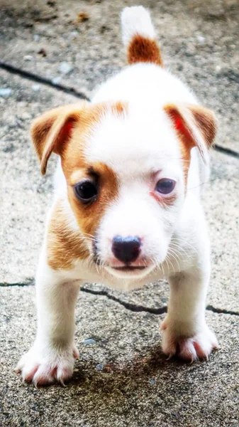 Retrato de um adorável Jack Russell Terrier — Fotografia de Stock