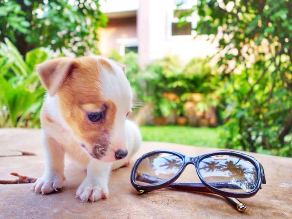 Retrato de un adorable Jack Russell Terrier — Foto de Stock