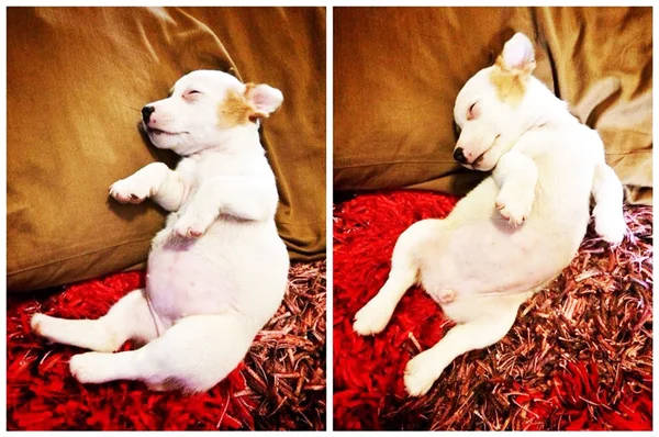 Retrato de um adorável Jack Russell Terrier — Fotografia de Stock