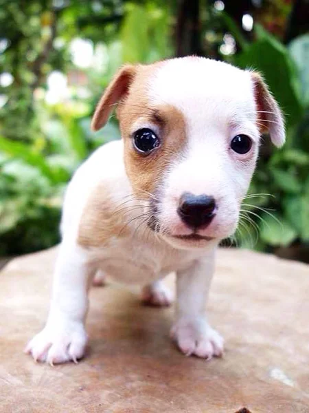 Retrato de um adorável Jack Russell Terrier — Fotografia de Stock