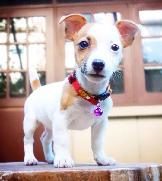 Porträtt av en bedårande jack russell terrier — Stockfoto