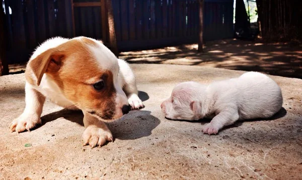 Mira al bebé Jack Russell Terrier. — Foto de Stock