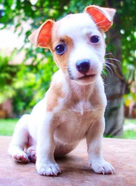 Retrato de um adorável Jack Russell Terrier — Fotografia de Stock