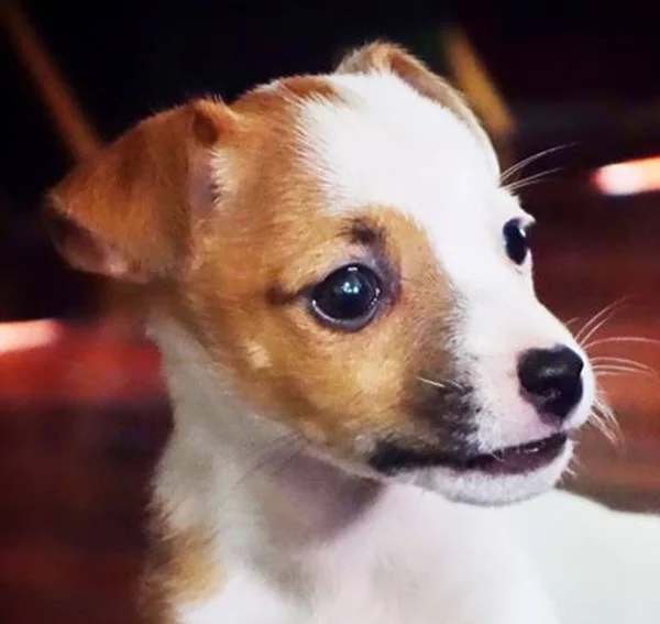 Retrato de um adorável Jack Russell Terrier — Fotografia de Stock