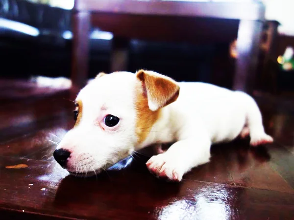 Retrato de un adorable Jack Russell Terrier — Foto de Stock