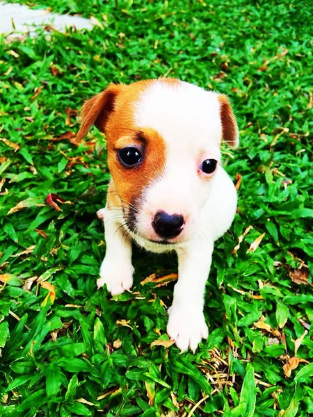 Portrét rozkošný jack russell teriér — Stock fotografie