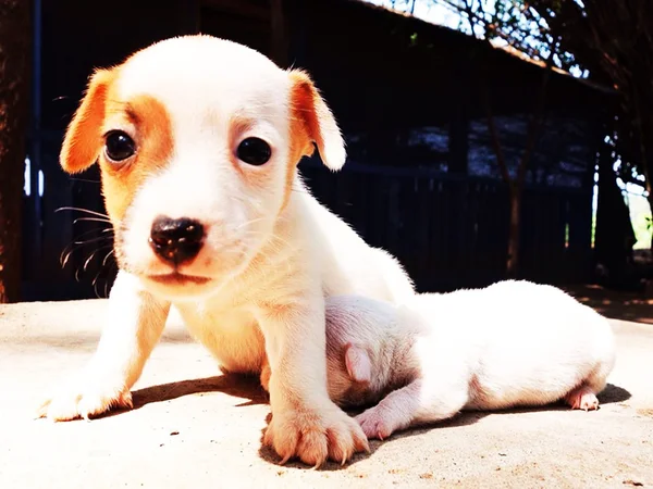 Retrato de un adorable Jack Russell Terrier — Foto de Stock