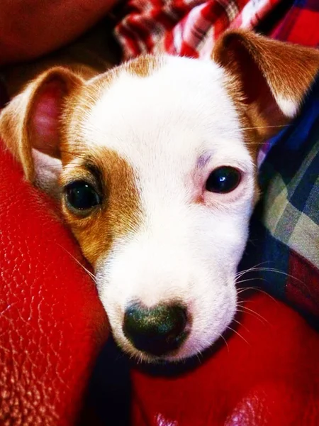 Porträt eines entzückenden Jack Russell Terriers — Stockfoto