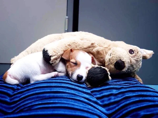 Retrato de um adorável Jack Russell Terrier — Fotografia de Stock