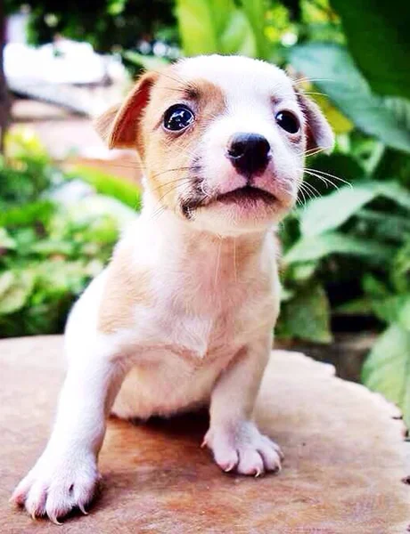 Retrato de um adorável Jack Russell Terrier — Fotografia de Stock