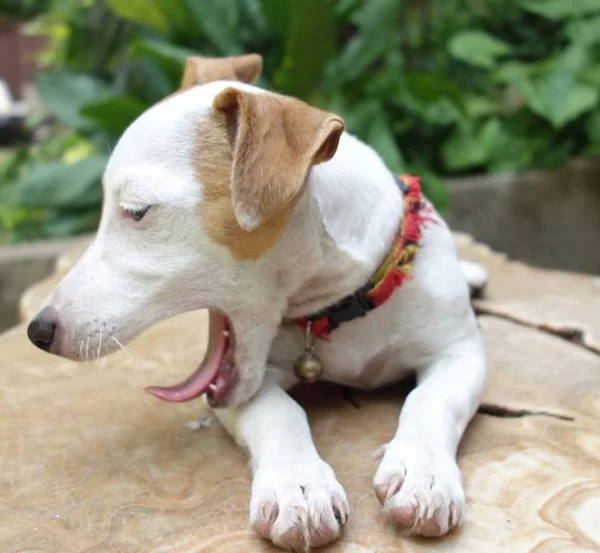Çok güzel bir Jack Russell Terrier portresi