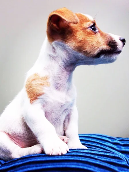 Retrato de um adorável Jack Russell Terrier — Fotografia de Stock