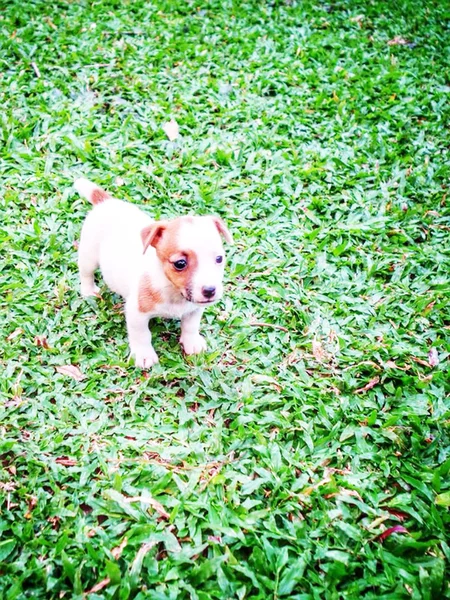 Çok güzel bir Jack Russell Terrier portresi