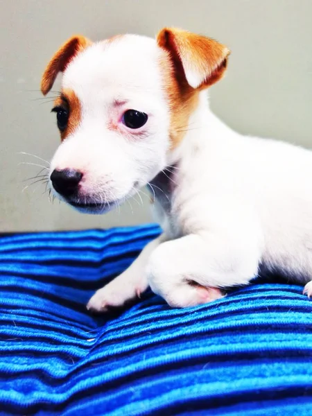 Portrait of an Adorable Jack Russell Terrier — Stock Photo, Image