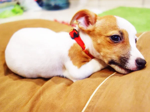 Retrato de un adorable Jack Russell Terrier — Foto de Stock