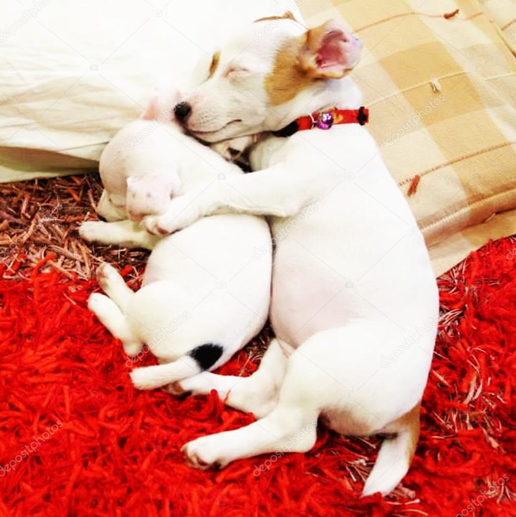 Sweet dream my love Jack Russell Terrier