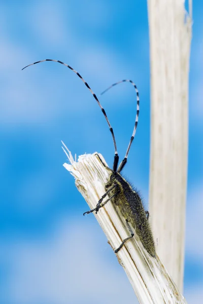 Macro photo of a Longhorn Beetle — Stock Photo, Image