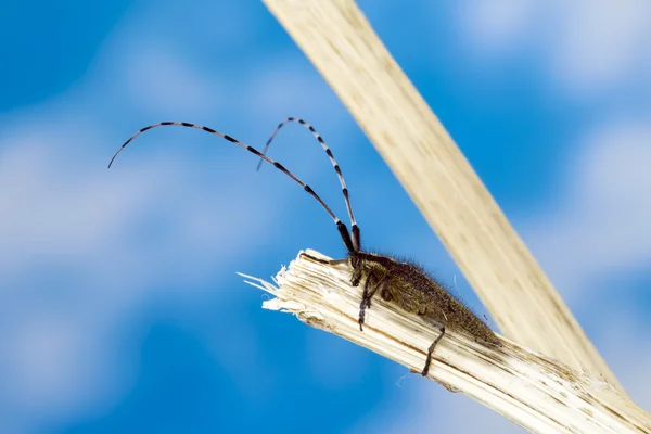 Макро-фото длиннорогого жука — стоковое фото