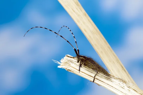 Longhorn böcek makro fotoğraf