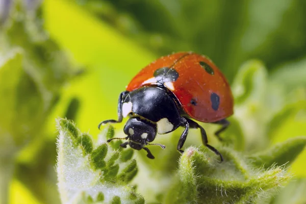 Lieveheersbeestje close-up — Stockfoto