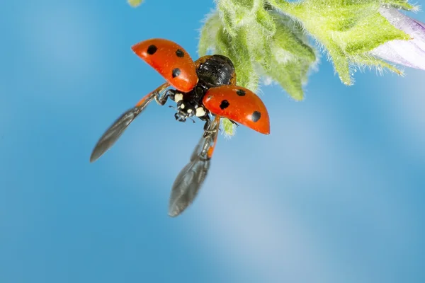 Mariquita despegue — Foto de Stock