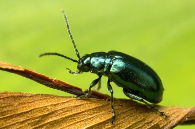 Shiny Green Beetle