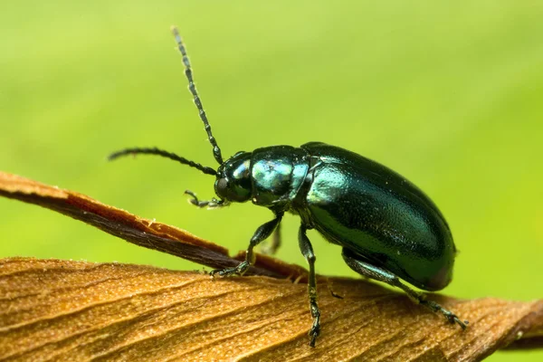 Shiny Green Beetle — Stock Photo, Image